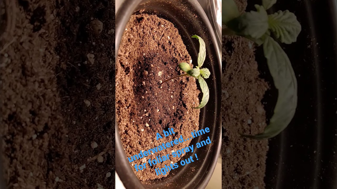 First signs of Underwatering/Heat stress