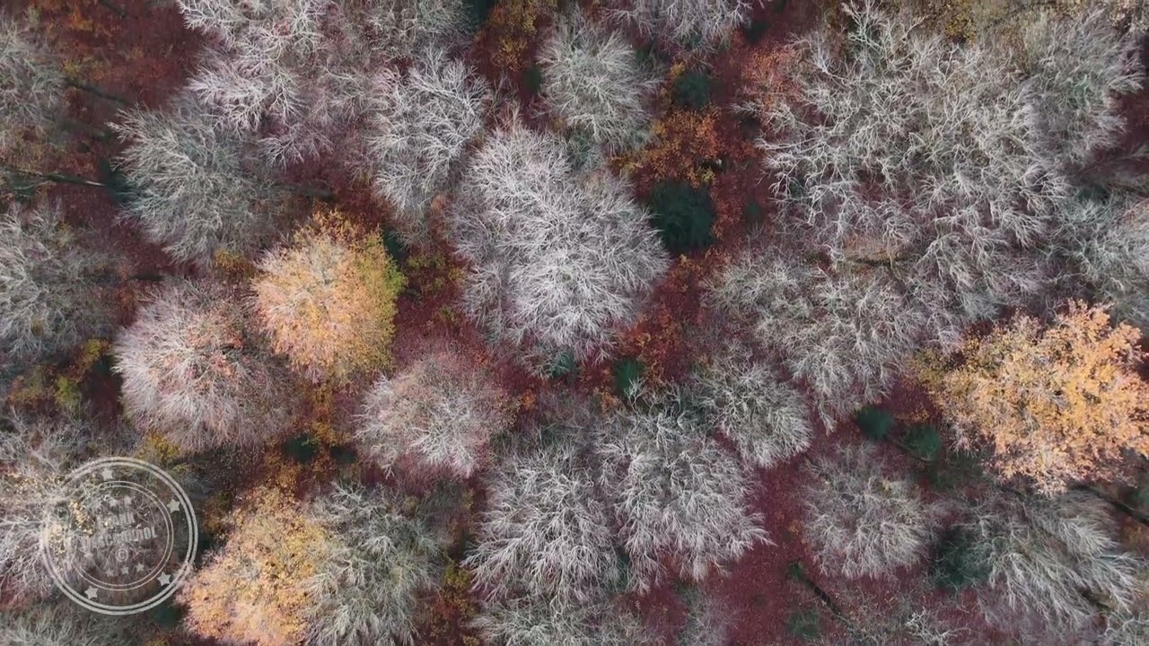 Survol for&ecirc;t en automne | Drone 4K | FRANCE
