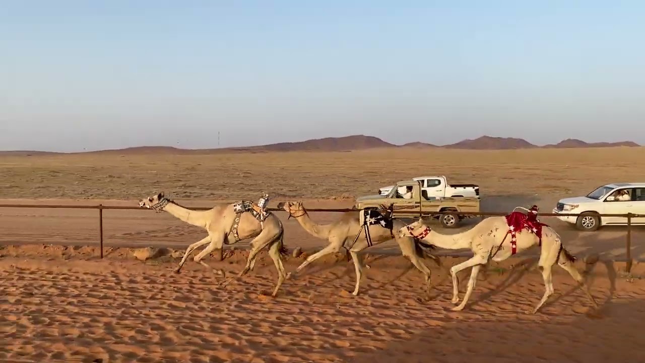 الشوط الرئيسي الأول جذاع فما فوق مكس ( 5كم) سلمى لـ غالب عايد الرخيص