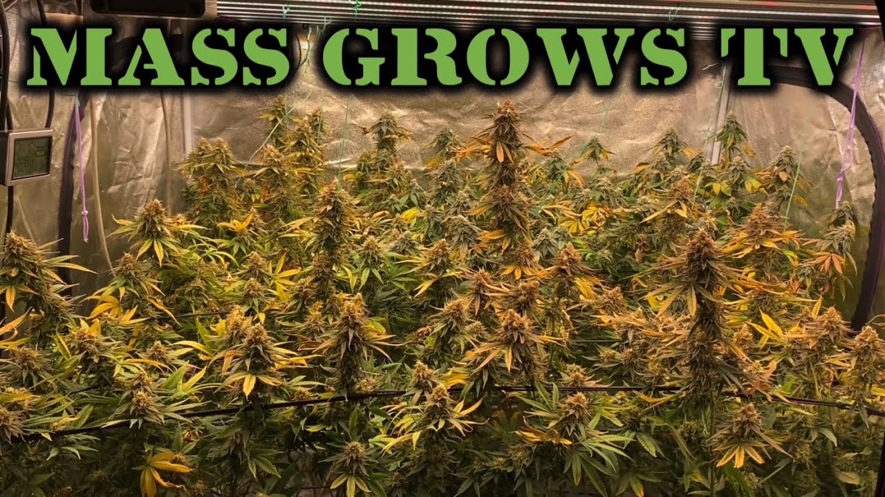 Space Queen Grow || Harvest!