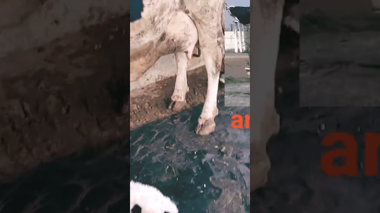 ABS Armada bull calf #breed #cow #animal #cattles #farming #heifer #abs #dairy