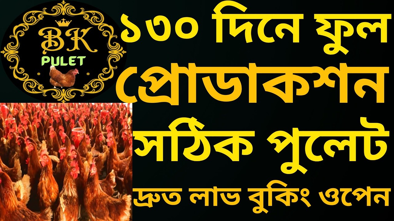 ১৩০ দিনে ফুল প্রোডাকশন 🔥 | BK Pulet সঠিক ওজন ও ম্যানেজমেন্ট গোপন টিপস | 01968553168
