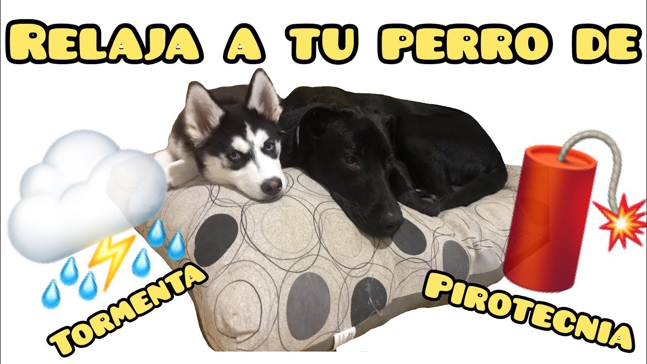 Música RELAJANTE para PERROS 🐕 NERVIOSOS! por pirotecnia 🎇y tormentas ⛈ | @achkafamily