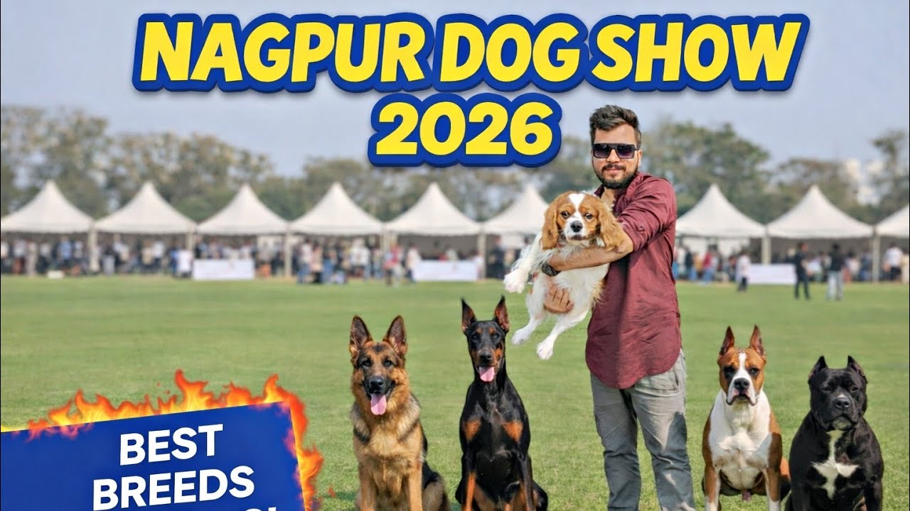 Nagpur Dog Show 2026 😍 | Cutest Puppies & Rare Dog Breeds!