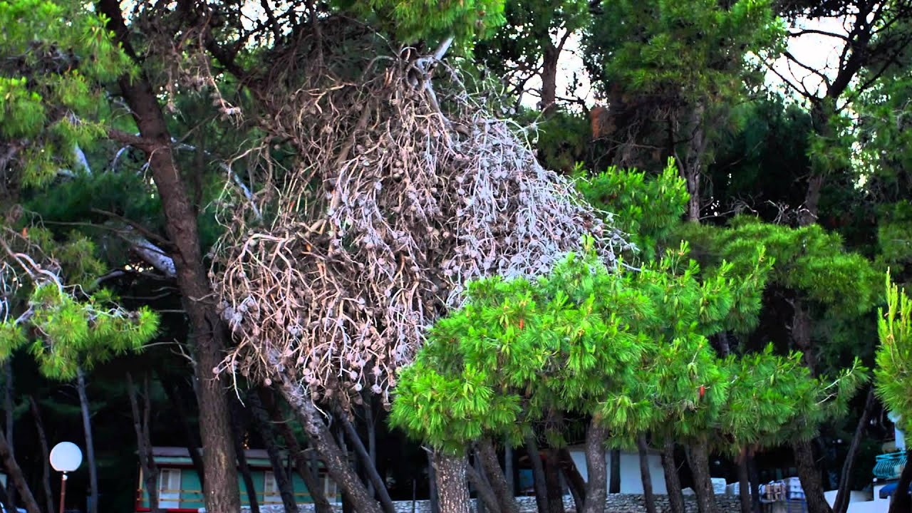 KUKLJICA misto moje malo