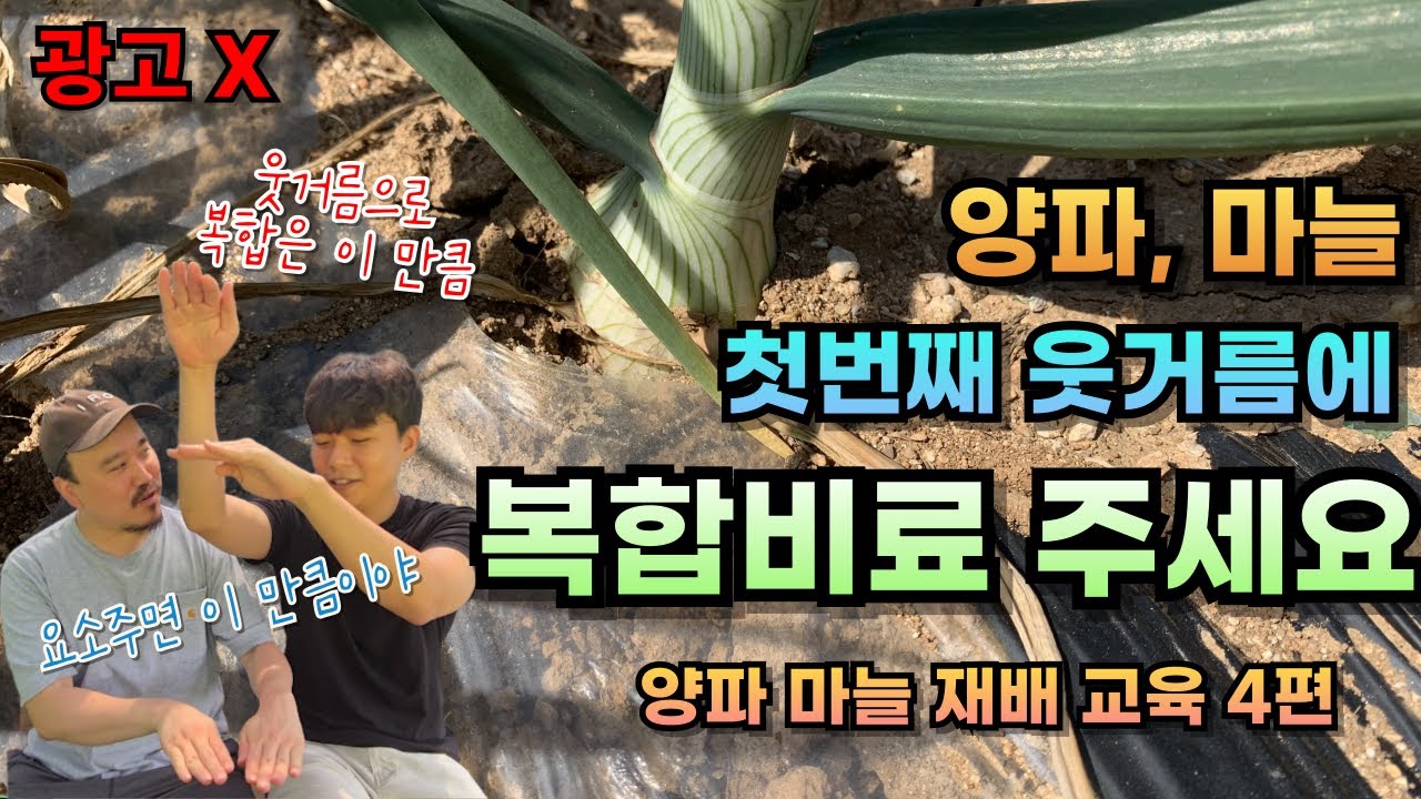 1차 웃거름 이렇게 주면 양파·마늘 수확량이 폭발합니다 | 양파 재배교육 4편 | 농업전문가가 알려주는 양파재배