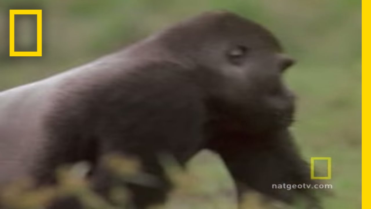 Gorilla vs. Gorilla | National Geographic