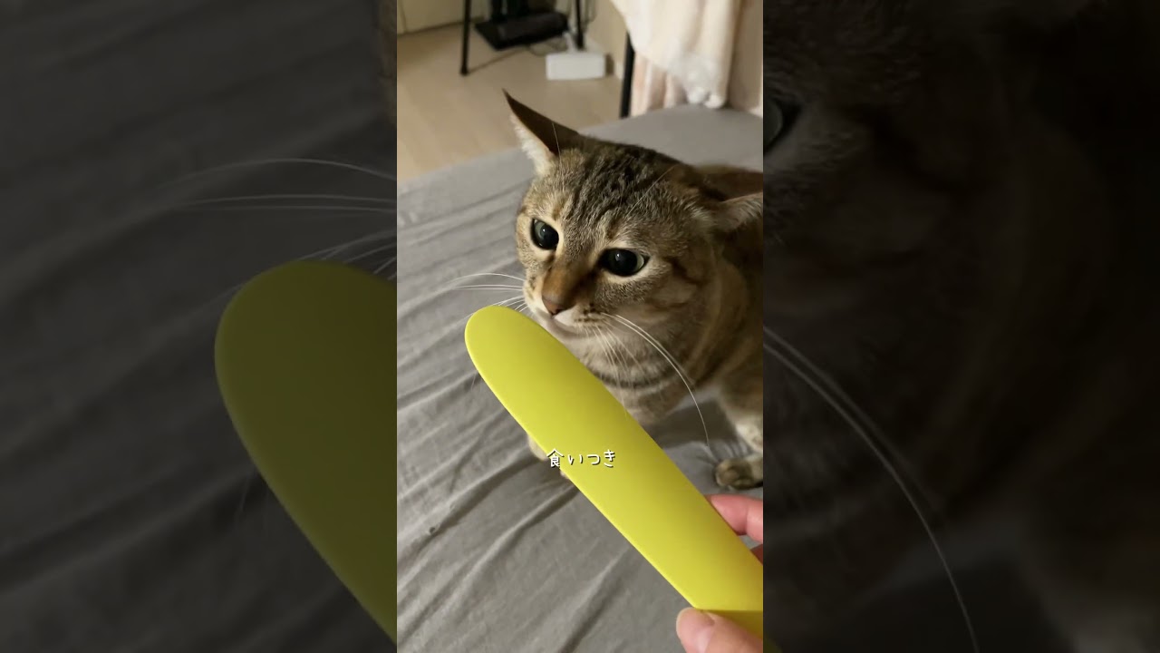 ねこじゃすりって知ってます？？　#猫 #cat