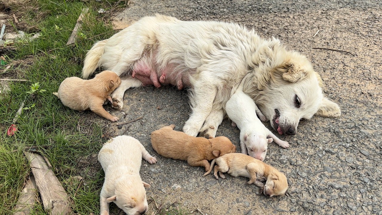 The youngest puppy, left behind, created a chance for the entire family to survive #dog #puppy