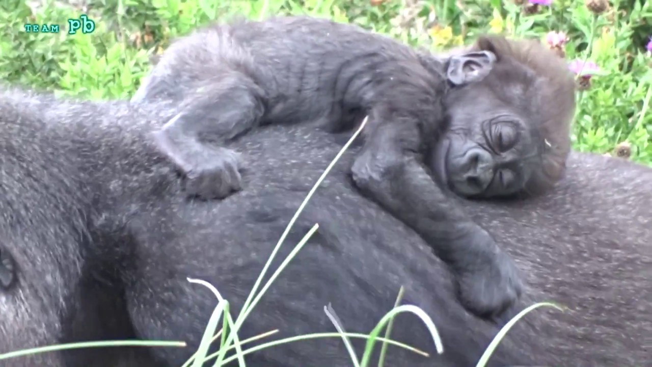 NEW BABY GORILLA @ BRISTOL ZOO: TOUNI & AYANA