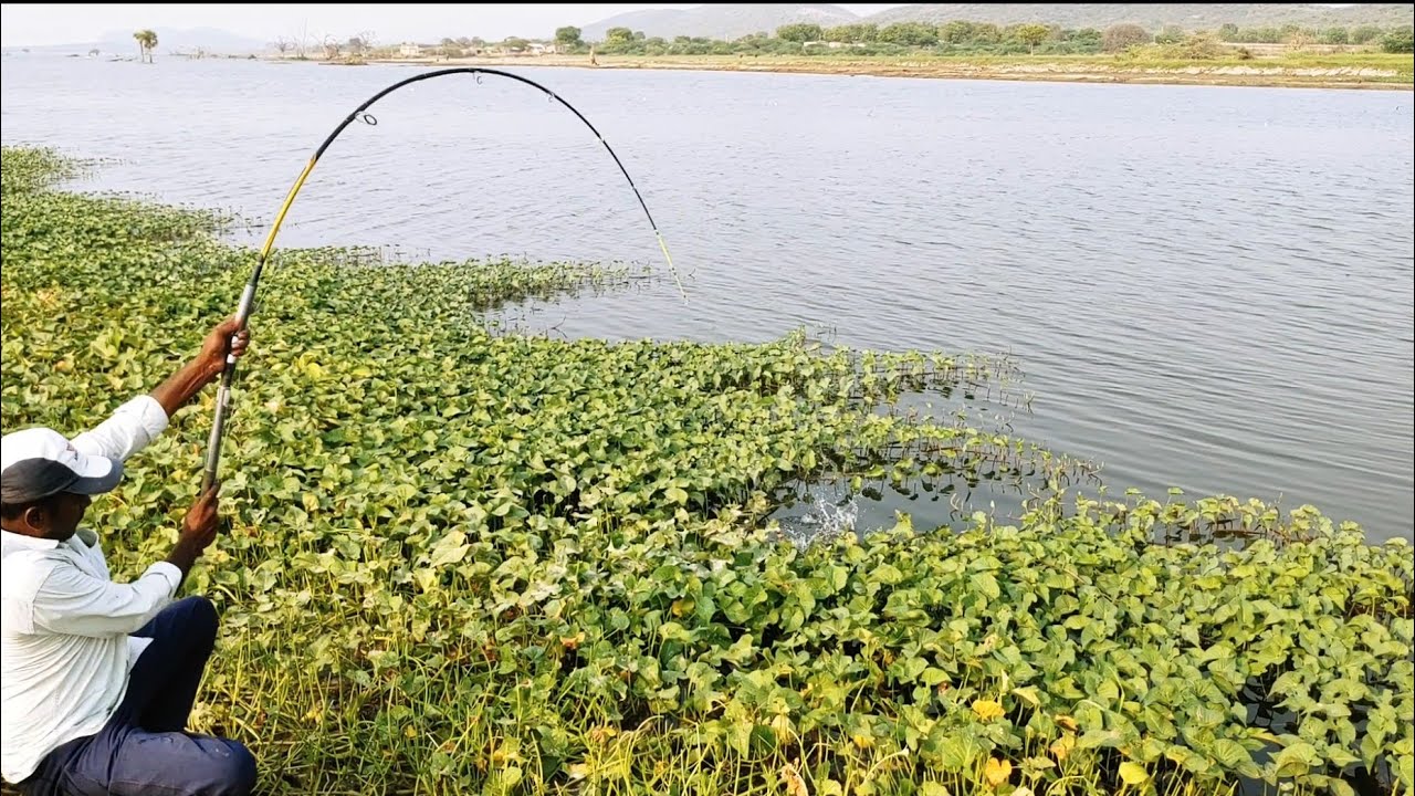 Single Hook 🎣 Amazing Fishing Fisher Man Catching in BiG ROHU Fishes To River Fishing