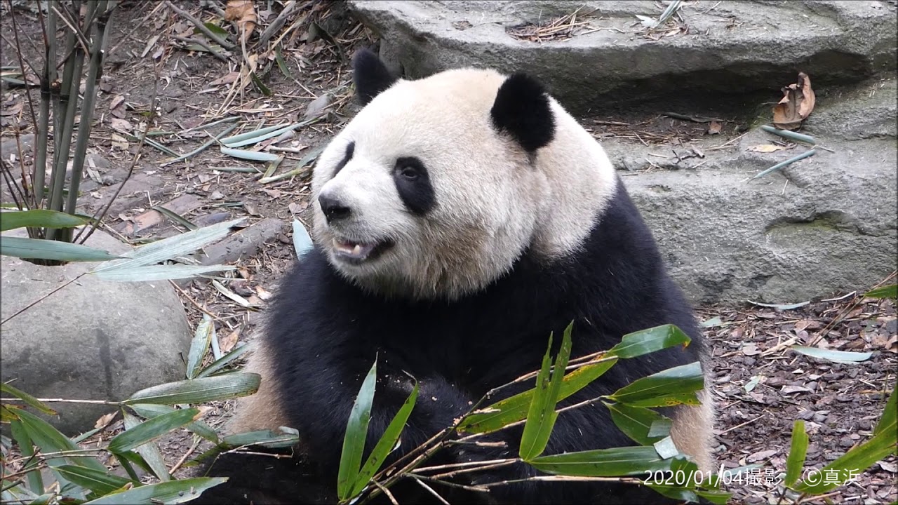 梅蘭ちゃん🐼のパンダ釣り　🇨🇳MEIRAN