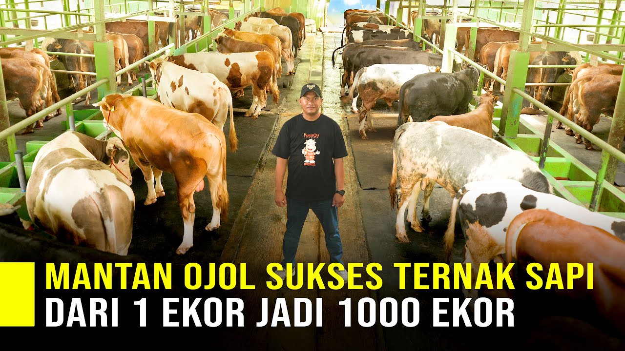 Gak Pake Ribet! Mantan Driver Online Kelola Ribuan Sapi Cuma Pake QR Code
