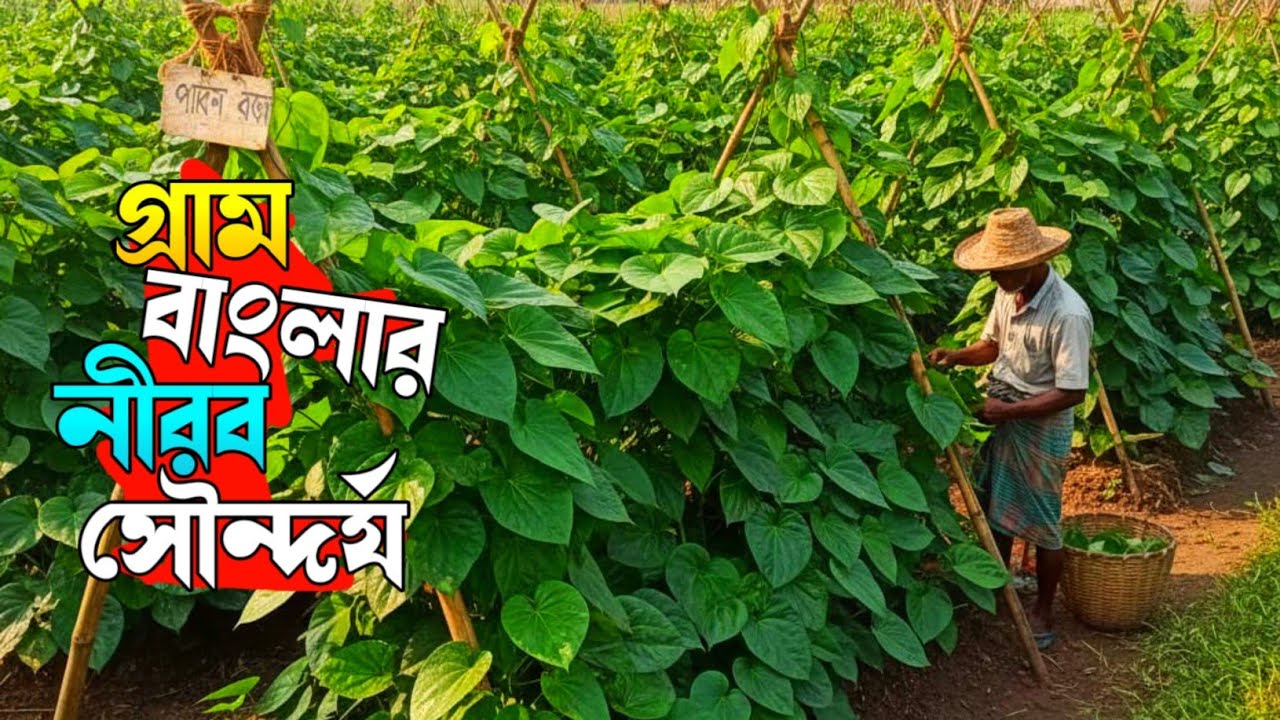 নরসিংদী জেলার মনোহরদী উপজেলার খিদিরপুরে পানের বরজ ভ্রমণ | গ্রামবাংলার ঐতিহ্যবাহী পান চাষ।