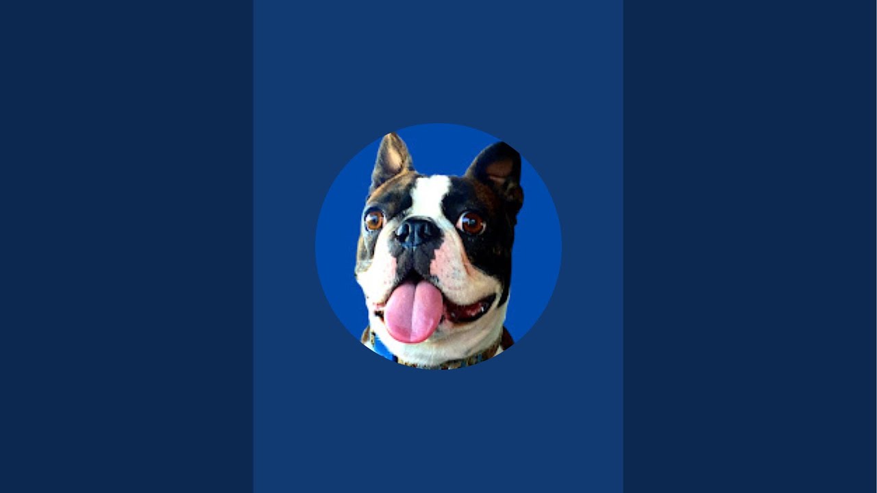 Calvin The Boston Terrierist! is live!