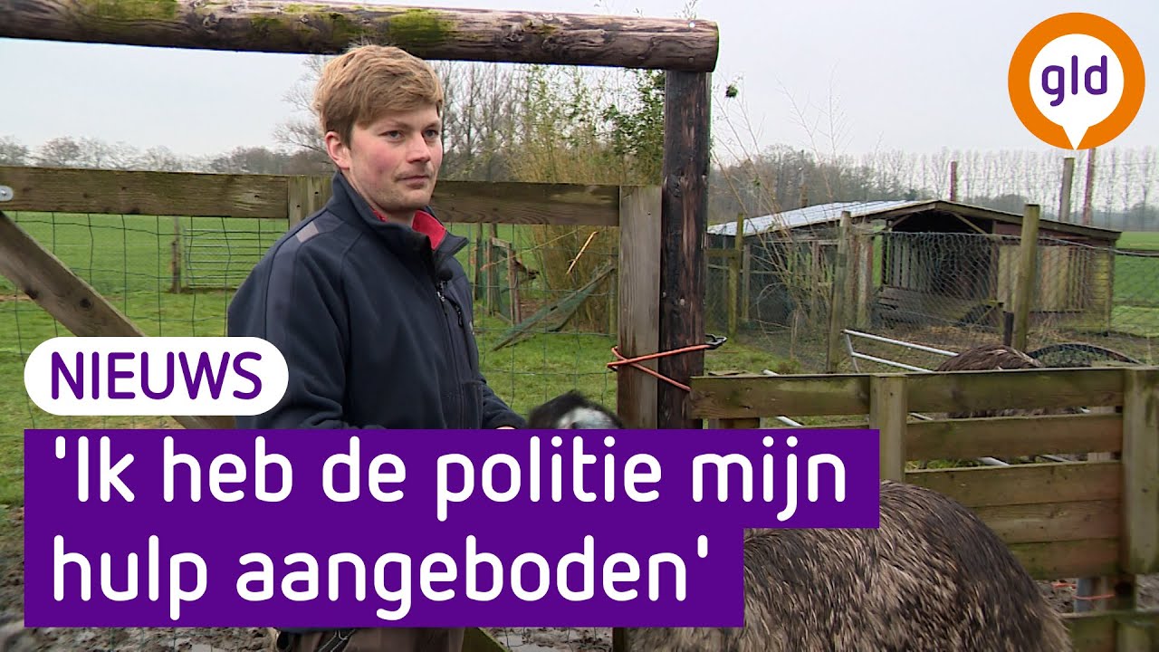 Loslopende emoe in Achterhoek is gevangen