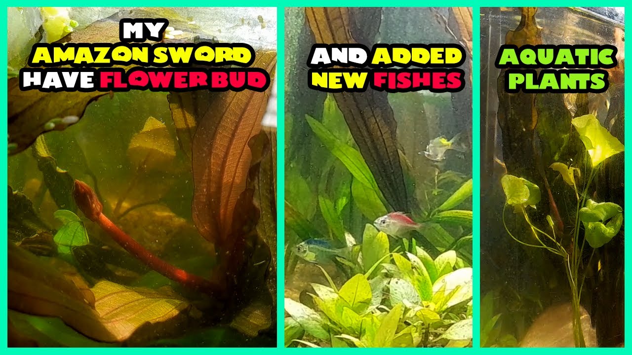 My Amazon sword  have Flower Bud and adding new fishes and aquatic plants