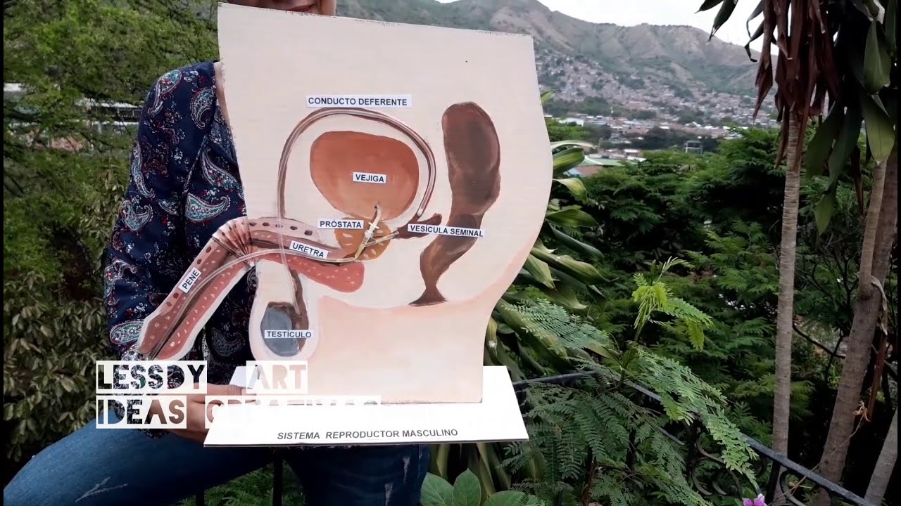 Maqueta del  sistema reproductor masculino