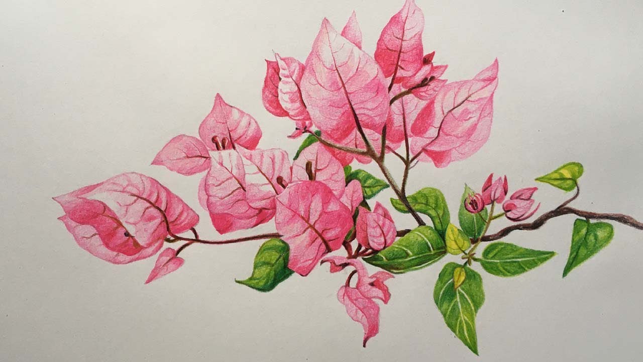 Bougainvillea Flowers Drawing in Color Pencils | Flower Drawing | How to Draw Flower