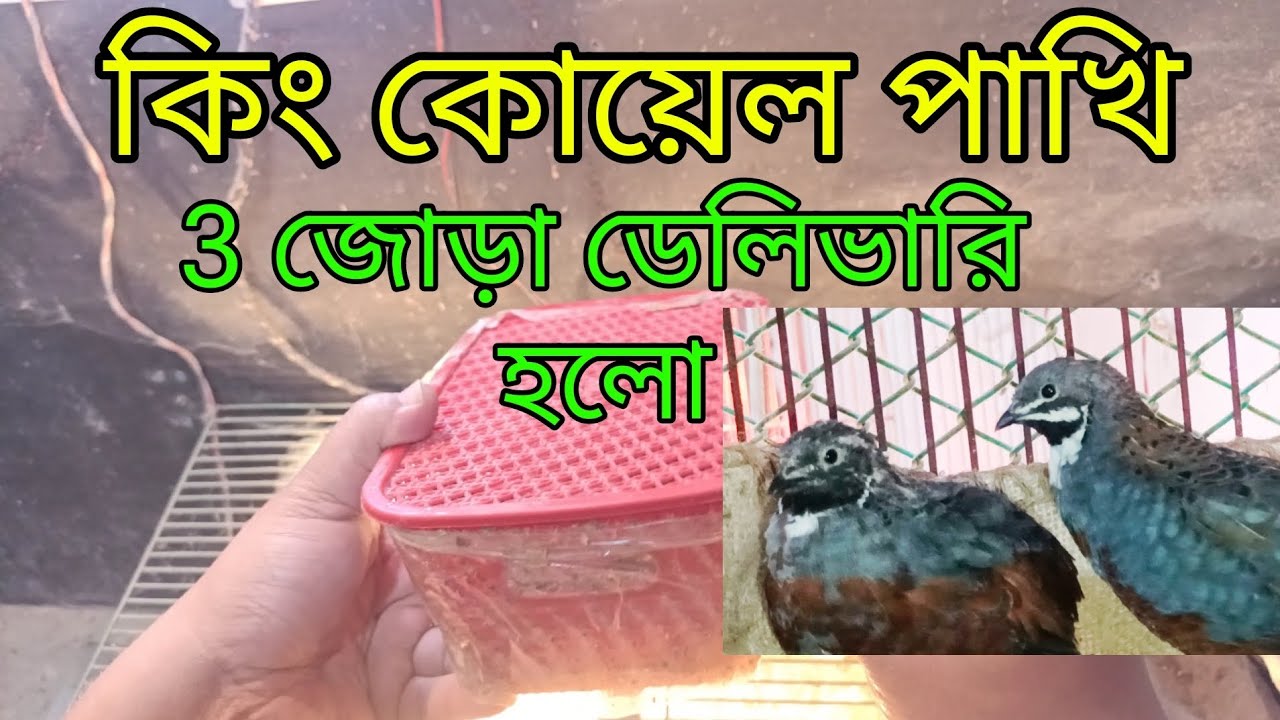 কিং কোয়েল পাখি 3 জোড়া ডেলিভারি হলো বাচ্চা কোয়েল পাখি বাচ্চা সেল হলো #কোয়েল_পাখি #কোয়েল #বাচ্চা