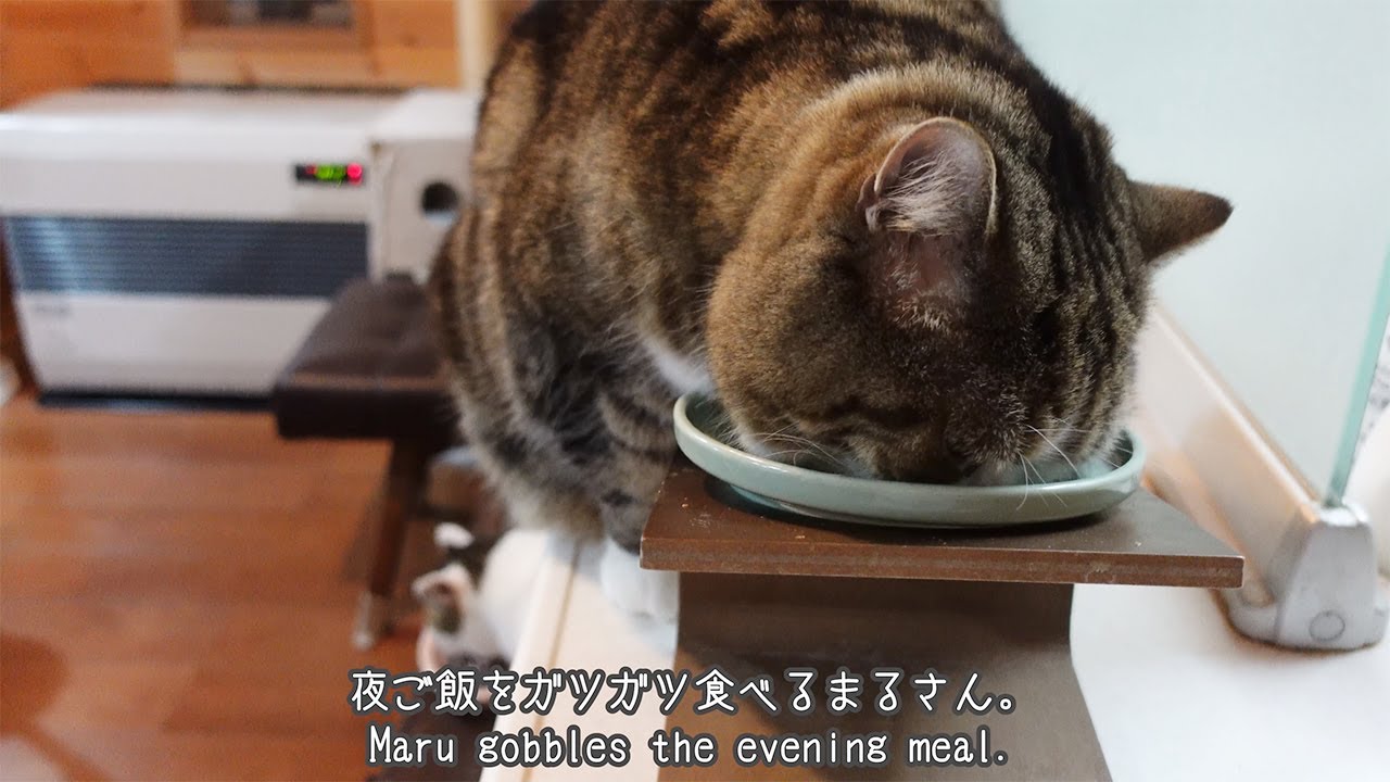 寛ぎ方が独特すぎるねこ。-Maru's relaxed style is too peculiar.-