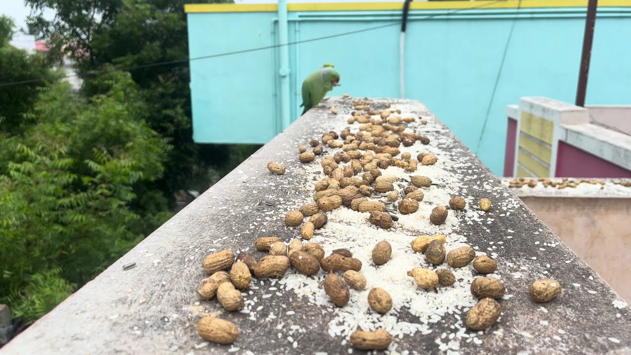 Green Parrots feeding day 424