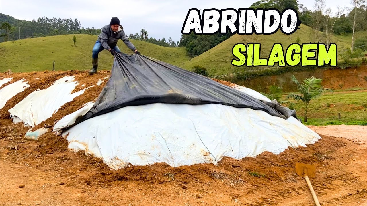 Dicas de como abrir a silagem para não estragar .