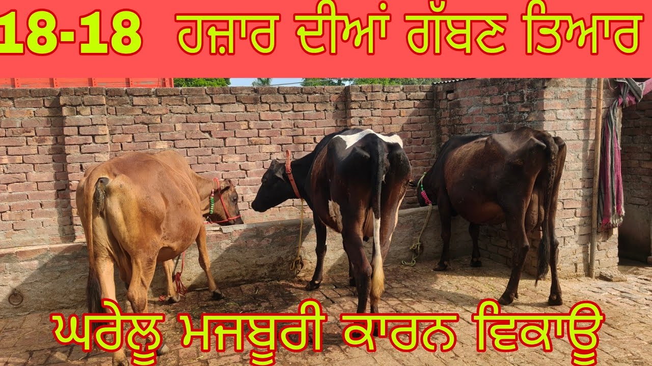 ਫੋਨ ਨੰਬਰ 9855617346 ਘਰੇਲੂ ਗੱਬਣ ਤਿਆਰ #subscribemychannel /cow for sale 