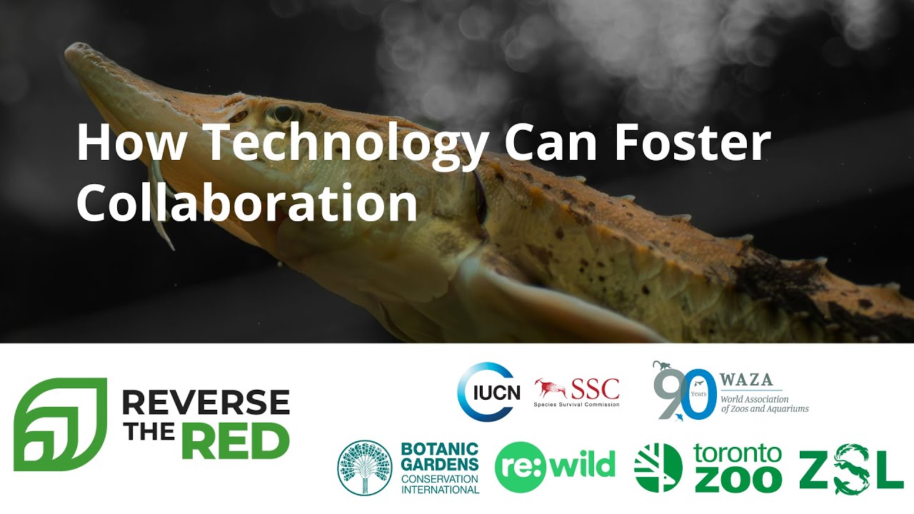 How Technology Can Foster Collaboration