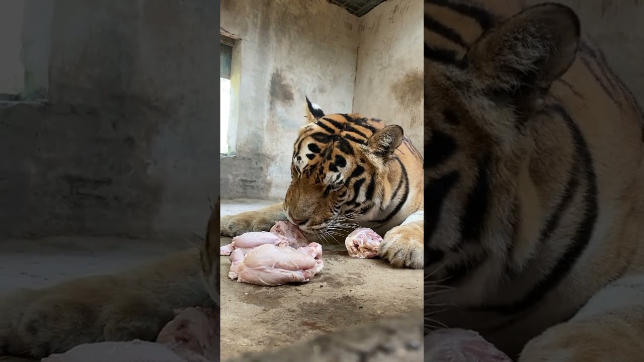 Tiger eating full chicken 🐔 #tigercat #bigcats #tigerkingdom #liontiger #cute #tigerking  #tigerart
