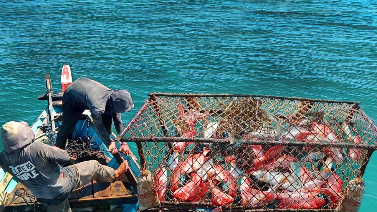 Cerdas Nelayan ini menangkap ikan di laut | Bubu ikan