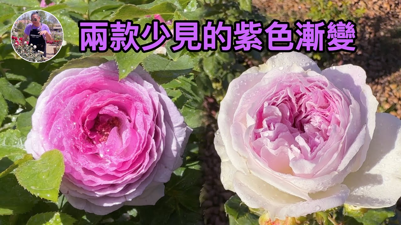 两款紫色渐变：紫罗兰骄傲/维奥莱的骄傲Violet's pride！蓝月石Blue Moon stone,ブルームーンストーン！园艺篇527