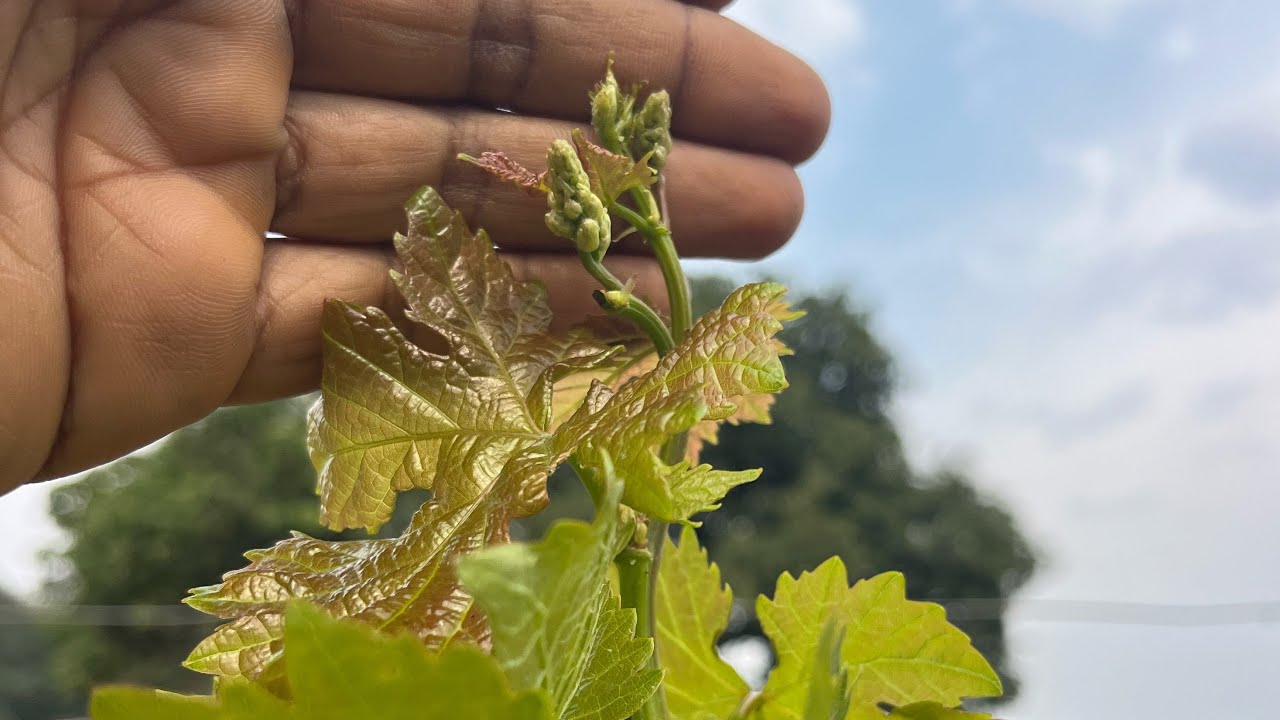 22 फरवरी 2026 | अंगूर की सभी किस्मों का लेटेस्ट अपडेट | Bud Burst & Growth Report 🍇