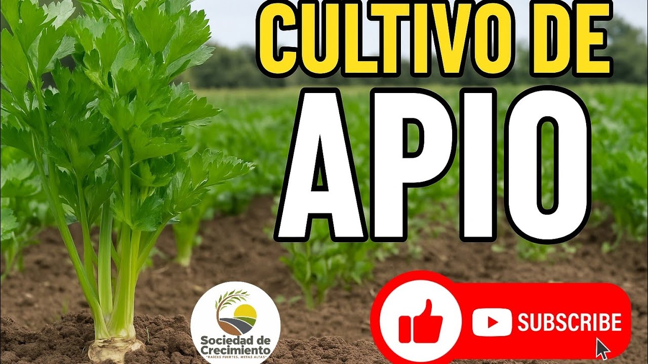 APIO de Alta Calidad / Manejo Agronómico Paso a Paso para Gran Producción #plantas #fyp #agriculture