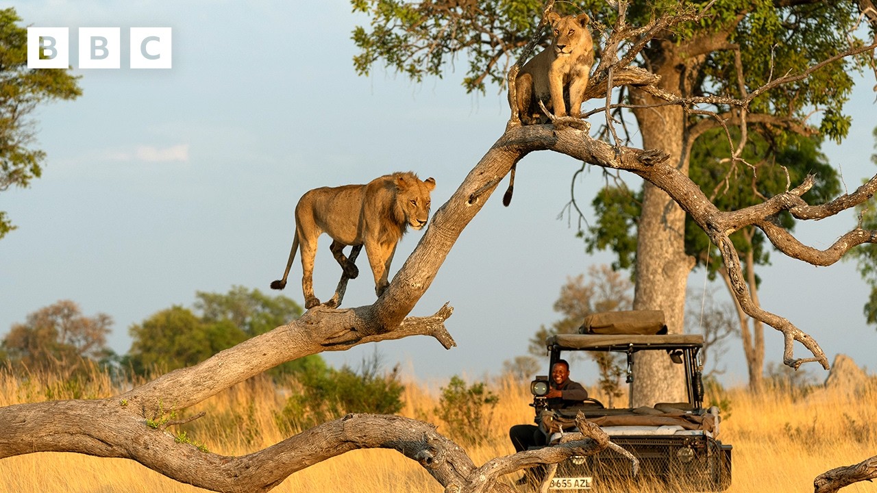 Relax for 12 minutes behind the scenes of Big Cats 24/7 - BBC