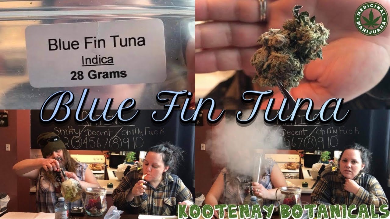 Cigrit & Donna Review &ldquo;Blue Fin Tuna&rdquo; (Medical Marijuana) From Kootenay Botanicals