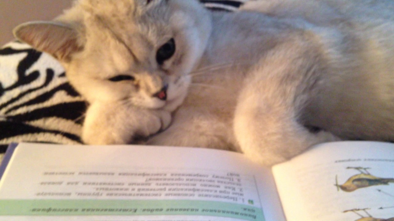 Кот ученый Cat reads the book
