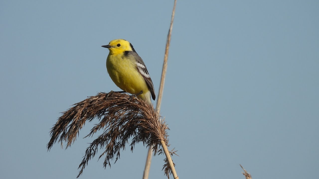 Geltongalvė kielė / Motacilla citreola / Citrine Wagtail / Желтоголовая трясогузка