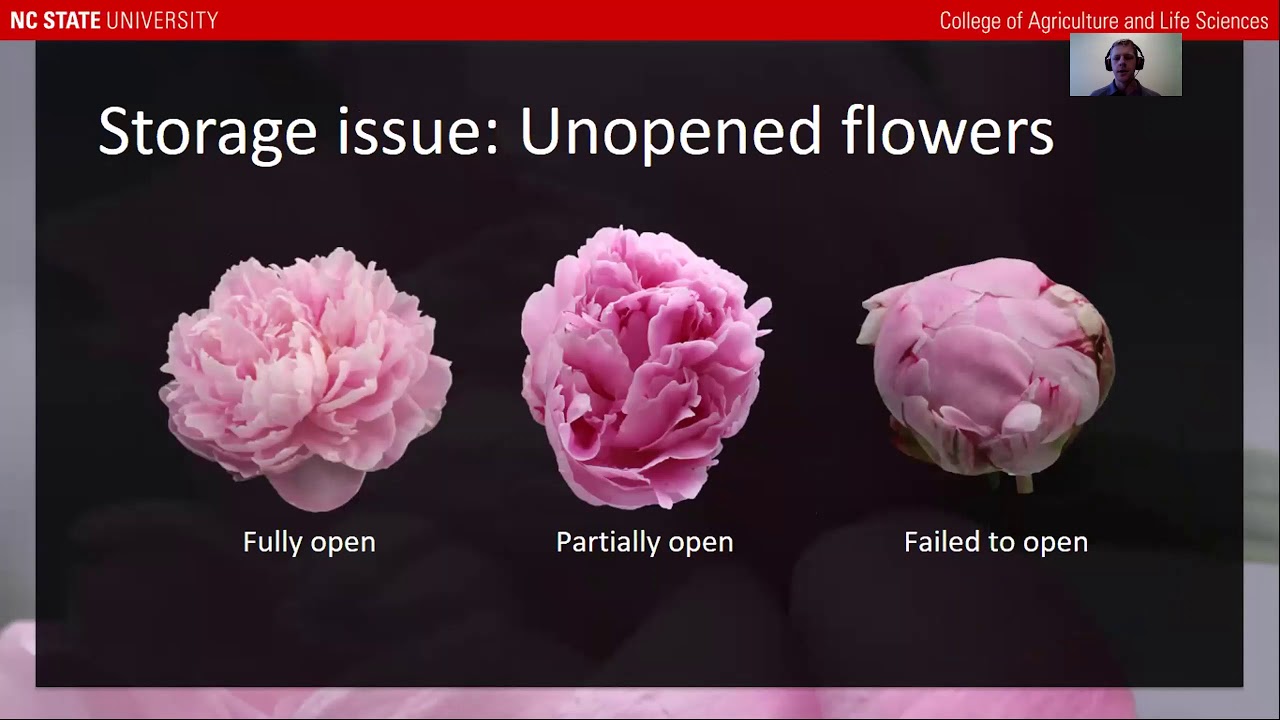 Peony Postharvest Handling - Current management and research on cut peonies