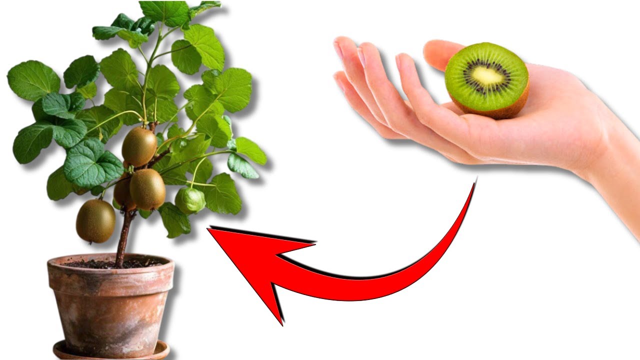 Tips For Growing KIWI 🥝