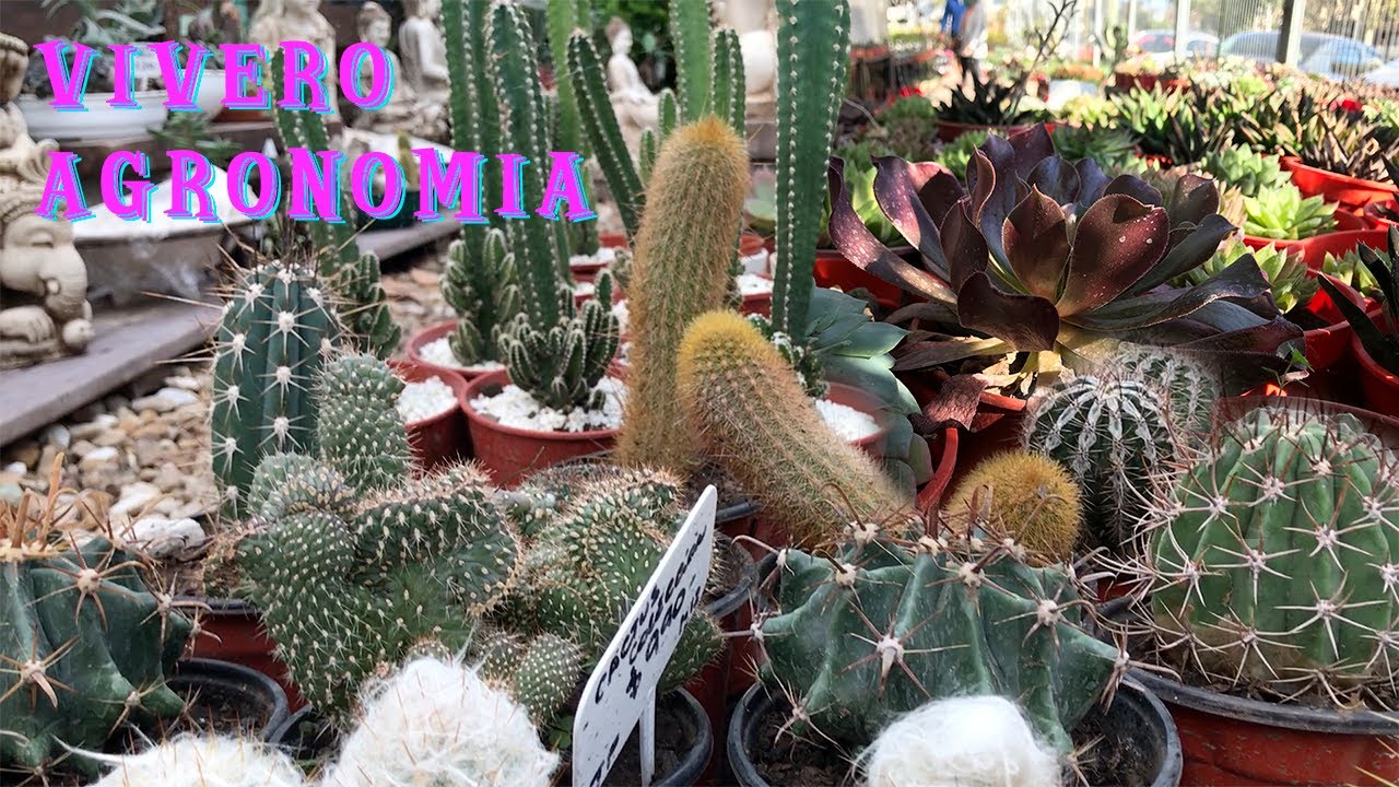 Cactus, Suculentas y Plantas Florales en Vivero Agronomía, Bs. As. - Argentina