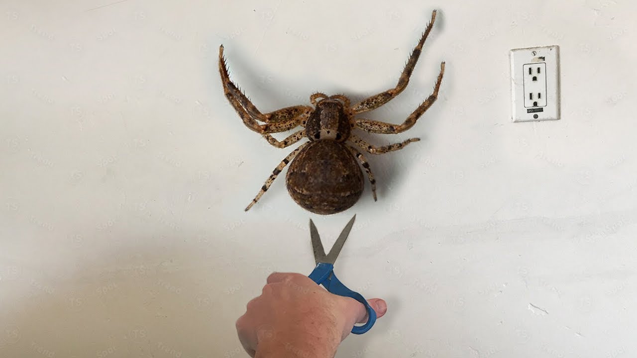 Ich SCHNEIDE diese SPINNE auf..