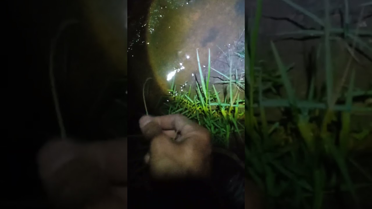 Keseruan mancing belut di malam hari  #ngurekbelut #belutbabon #mancingmania 