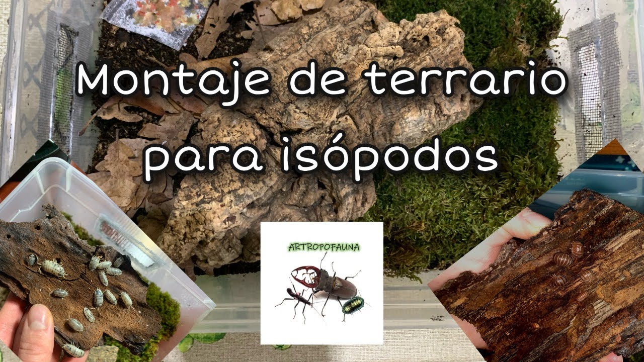 Montaje de terrario para is&oacute;podos. Instagram: @artropofauna