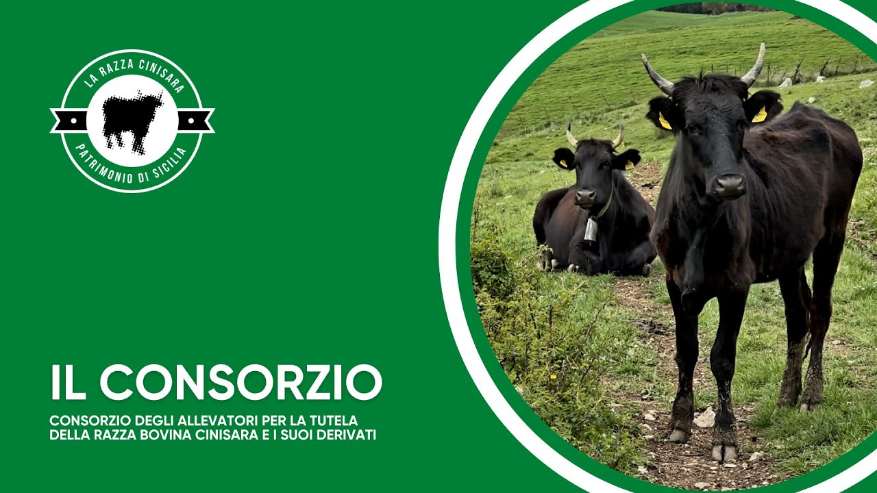 Razza Bovina Cinisara - Tradizione e qualit&agrave; siciliana