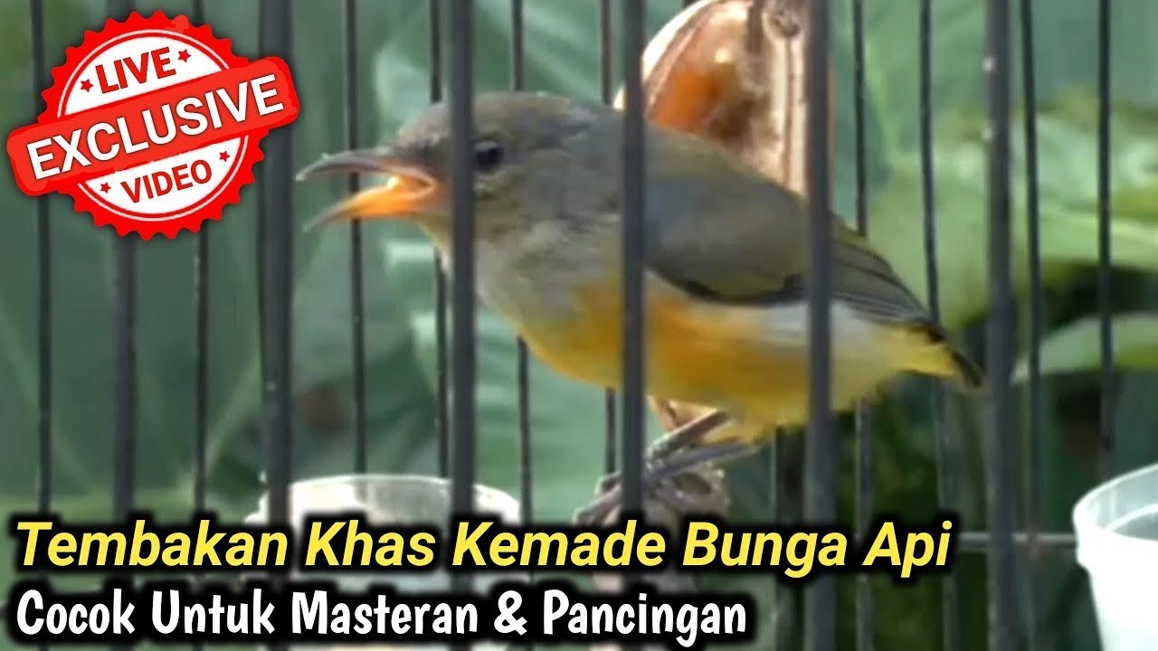 SUARA BURUNG KEMADE BUNGA API