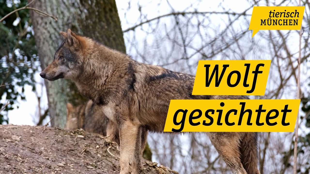 Tierisch M&uuml;nchen: Wolf im Ebersberger Forst gesichtet