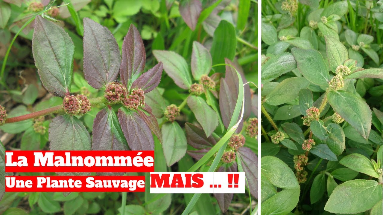 Euphorbia Hirta : La Malnomm&eacute;e, une Plante Sauvage aux Propri&eacute;t&eacute;s &Eacute;tonnantes