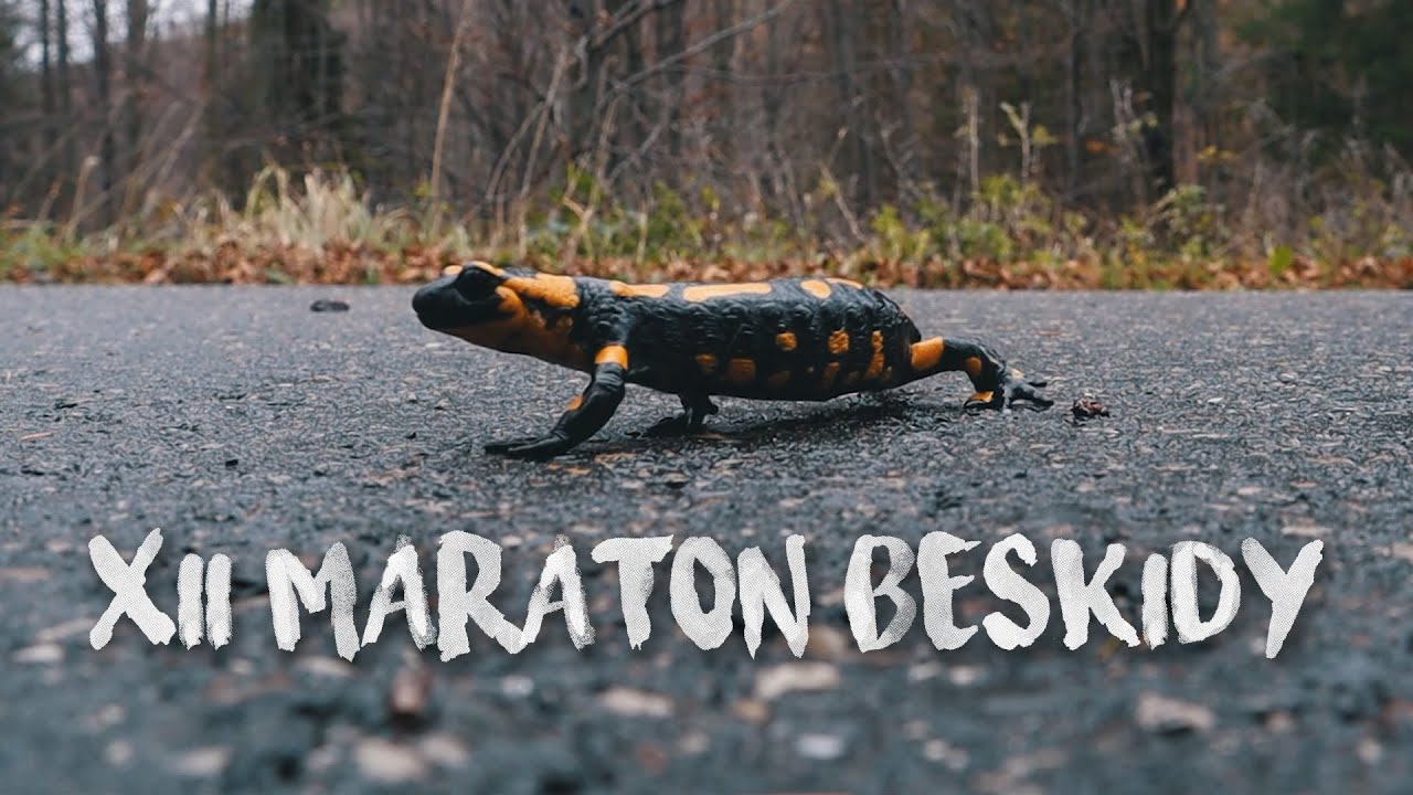 XII Maraton Beskidy 2019