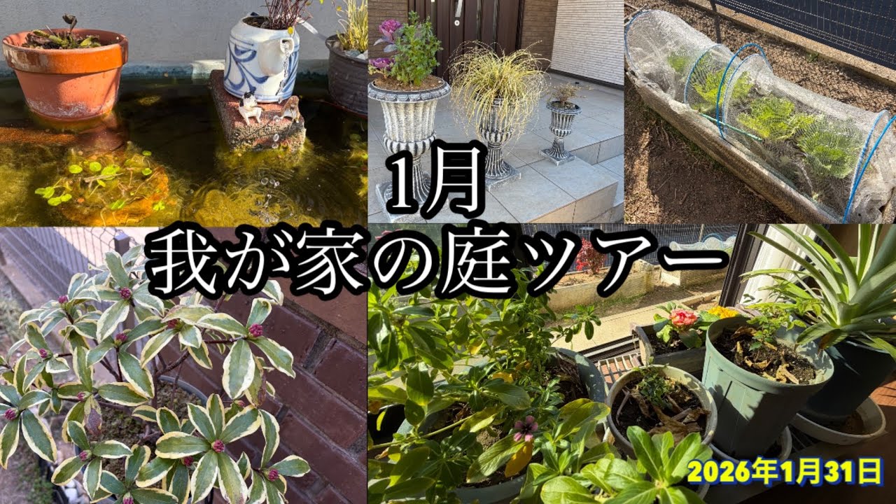 1月　我が家の庭ツアー